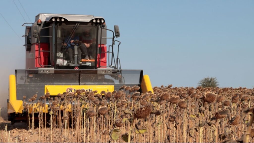 Ayçiçeği üretimi S.O.S. veriyor