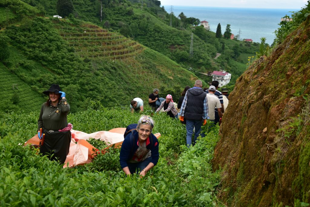 Çay üreticisi isyan ederken AKP’li vekilden dikkat çeken açıklama