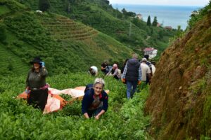 Çay üreticisi isyan ederken AKP’li vekilden dikkat çeken açıklama