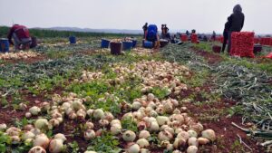 Enflasyona da tarlaya da yaz gelmedi