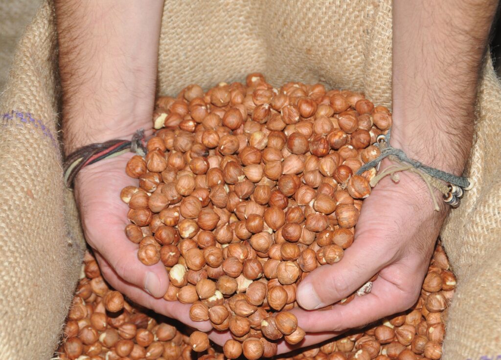 Fındık fiyatları ne kadar? Fındık fiyatı 2024 açıklandı…