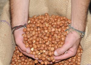 Fındık fiyatları ne kadar? Fındık fiyatı 2024 açıklandı…