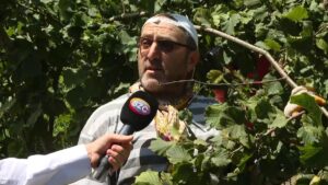 Fındık üreticisi umutsuz: Maliyeti karşılasın yeter