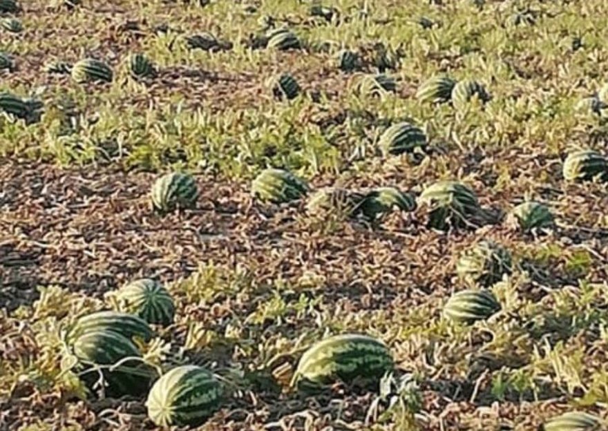 Tarlada para etmedi, markette cep yaktı