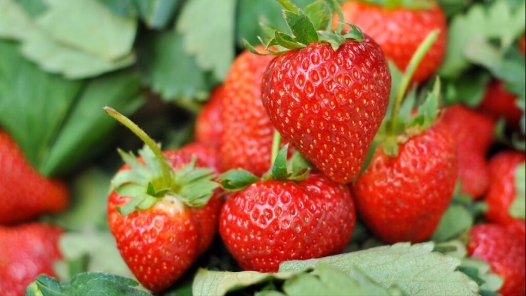 Balkonda çilek üretilir mi? Evde çilek yetiştirmek için hangi koşullar gerekli?