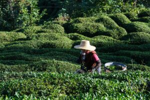 ÇAYKUR duyurdu: Yaş çay alımında yeni sistem