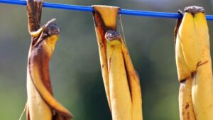 Çöpe attığınıza pişman olacaksınız! Muz kabuğu bakın ne işe yarıyor…