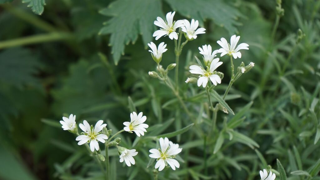 Çöven otu neye iyi geliyor? Çöven otunun faydaları nelerdir?
