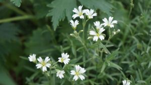 Çöven otu neye iyi geliyor? Çöven otunun faydaları nelerdir?