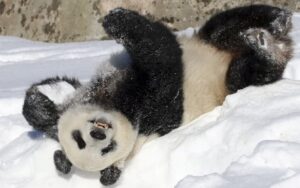 Finlandiya’nın parası yetmedi, kiralık pandaları geri gönderiyor