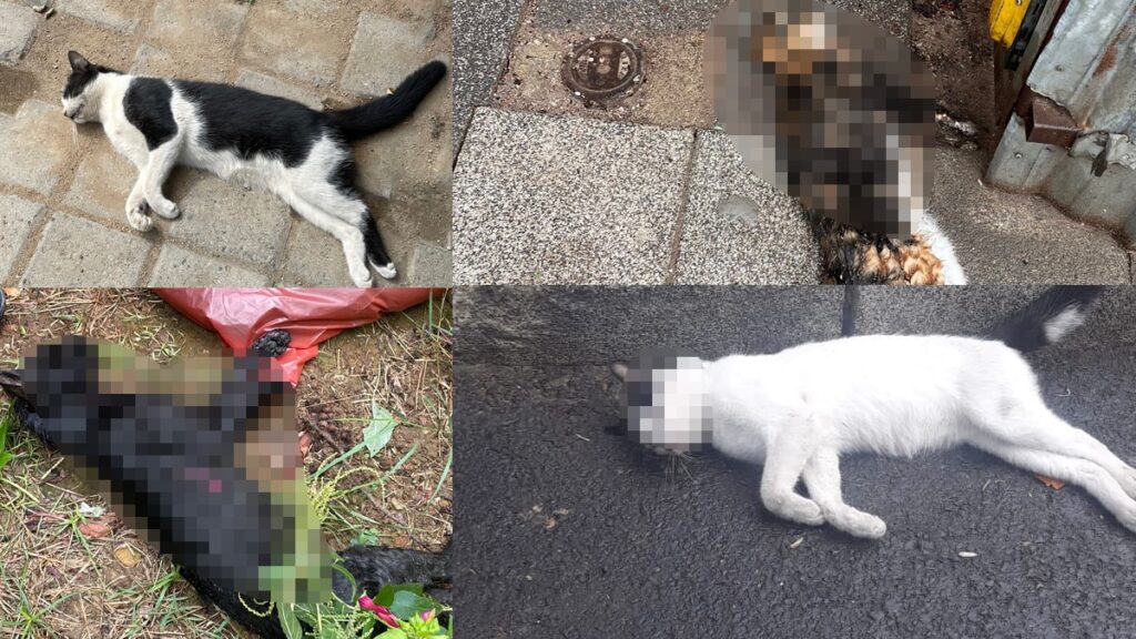 Kadıköy’de sokak hayvanları ölü bulundu, Başkan Kösedağı’ndan sert tepki geldi