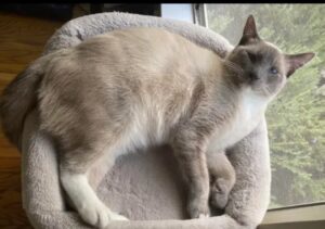 Kayıp kedi 1450 kilometre yol yürüyüp evine döndü