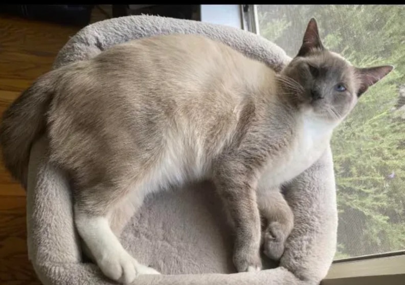 Kayıp kedi 1450 kilometre yol yürüyüp evine döndü