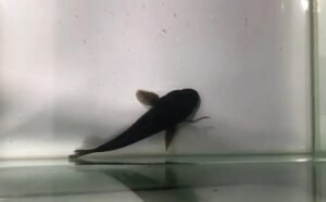 Yılan balığının kendisini yutan büyük balığın midesinden nasıl kurtulduğu ortaya çıktı: Solungaçtan çıkıyor