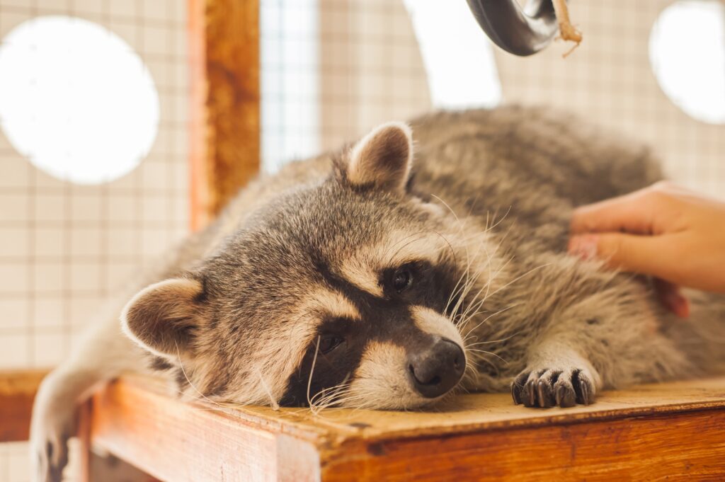 At, eşek, domuz derken bu kez rakun eti! Yakalayıp sosis yapıyor…