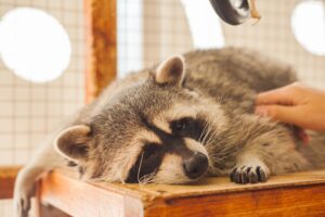 At, eşek, domuz derken bu kez rakun eti! Yakalayıp sosis yapıyor…