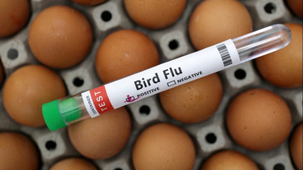 Avrupa’da kuş gribi alarmı: Geçen yıla göre daha hızlı yayılıyor