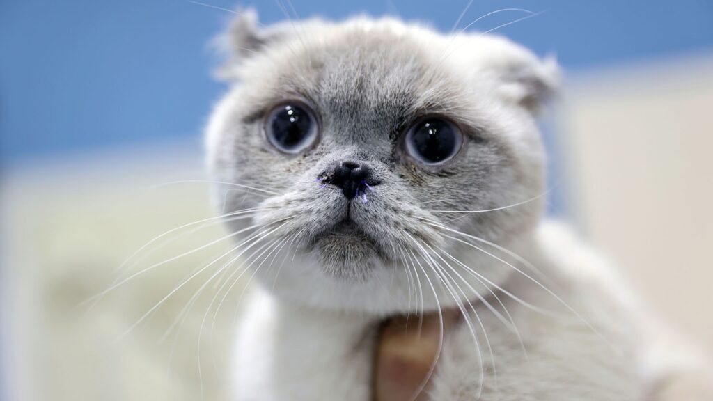 Bilimsel araştırma: Kediler sıvı gibi davranıyor