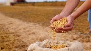 Bu 3 ata mirası tahıl karaciğeri çok hızlı yeniliyor: Asırlardır topraklarımızda yetişiyor!