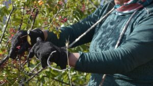 Bu bitki dağın eteklerinde yetişiyor, kadınlar elleriyle topluyor! Bağışıklık sistemini zırh gibi yapıyor