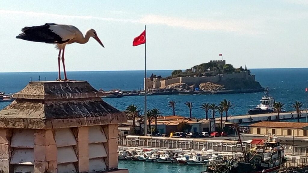 Bulgaristan’dan gelen leylek Kuşadası’nda zorunlu mola verdi