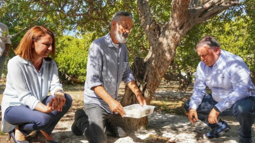 Çeşme’den sakız damlıyor