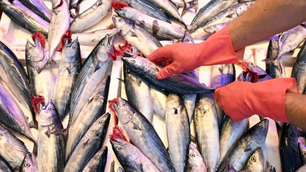 Doktorlar bu balığa ‘gençlik’ diyor: Vücudun kolajen üretmesine yardımcı oluyor!