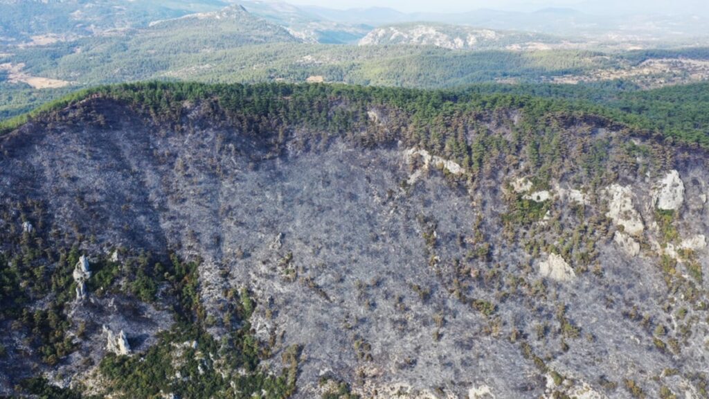 Gökova’nın cennet ormanları karardı