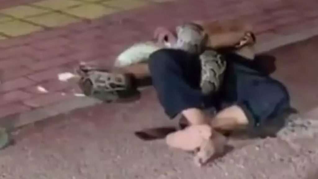 Piton ile sarhoş kavgası! Sokak ortasında birbirlerine girdiler