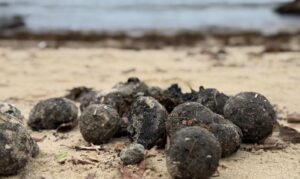 Plajda bulunan gizemli toplar korkuttu