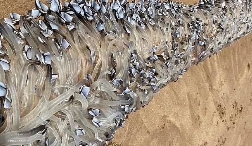 Sahile vuran ‘tuhaf yaratık’ merak uyandırdı