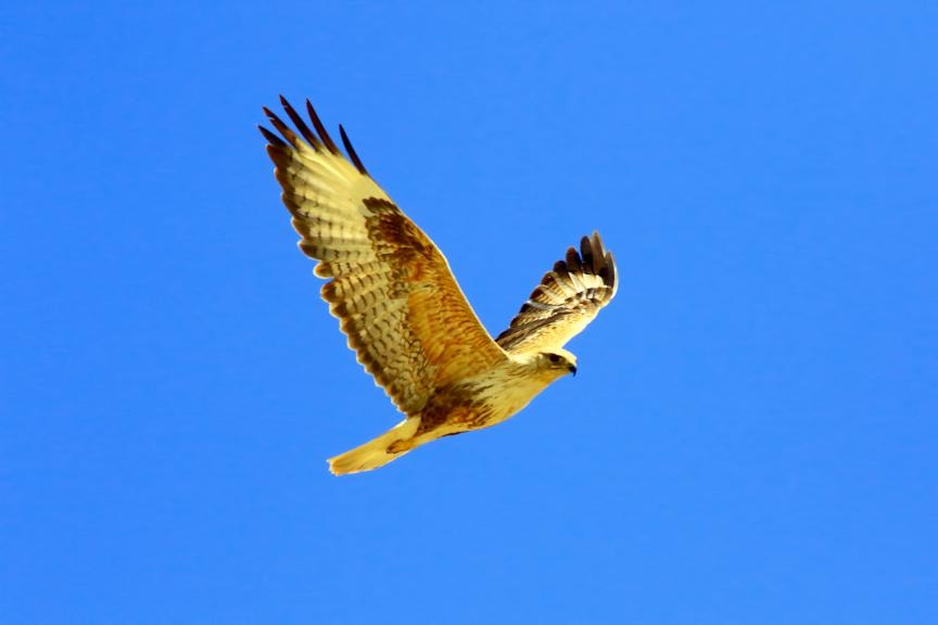 Şahin yuvası, 100 milyon Euro’luk inşaatı durdurdu