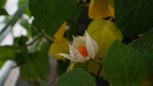 Taze, kuru ya da dondurulmuş fark etmiyor: İşte kolesterolü düşürüp kalbi koruyan mucize meyve