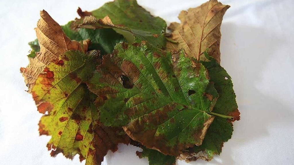 Türkiye’yi sevindiren haber İtalya’dan geldi: Kansere şifa yemiş üretiminde dünyada ilk sıradayız