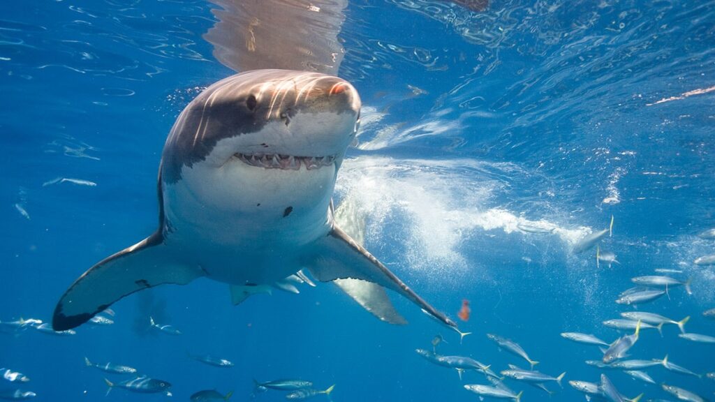 Dünyanın en büyük beyaz köpekbalığı hamile olarak ölü bulundu