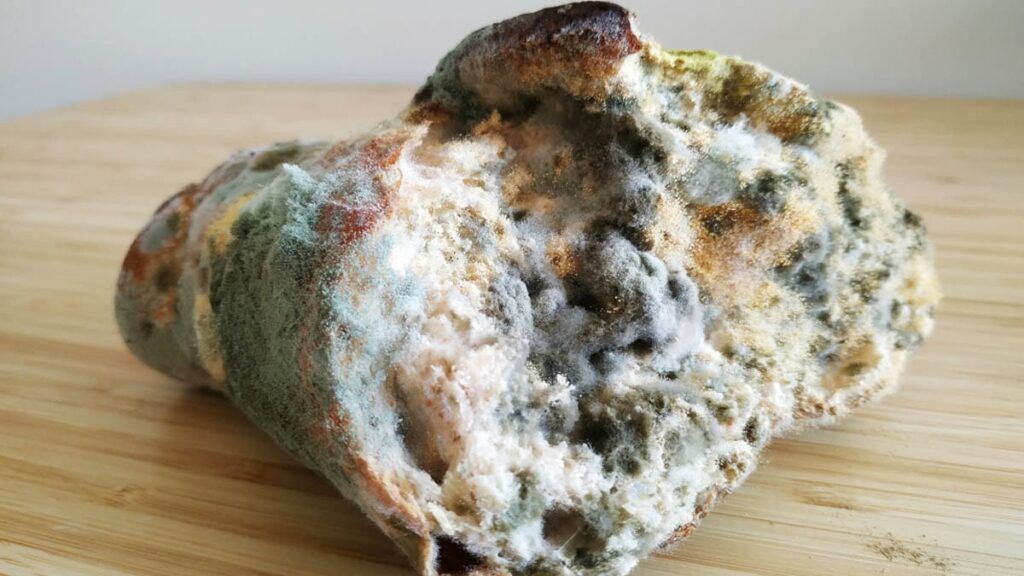 Hastaları iyileştirmenin yolunu küflü ekmekte buldular: Yalnızca bir gıda değil şifa aracı da!