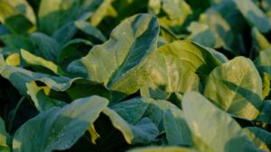 Meğer tam bir C vitamini deposuymuş: İşte portakaldan bile daha fazla C vitamini içeren sebze…