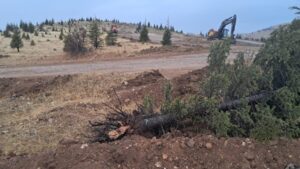 Onlarca ağaç kesilmişti… Valilik, ağaç kesen firmayı savundu