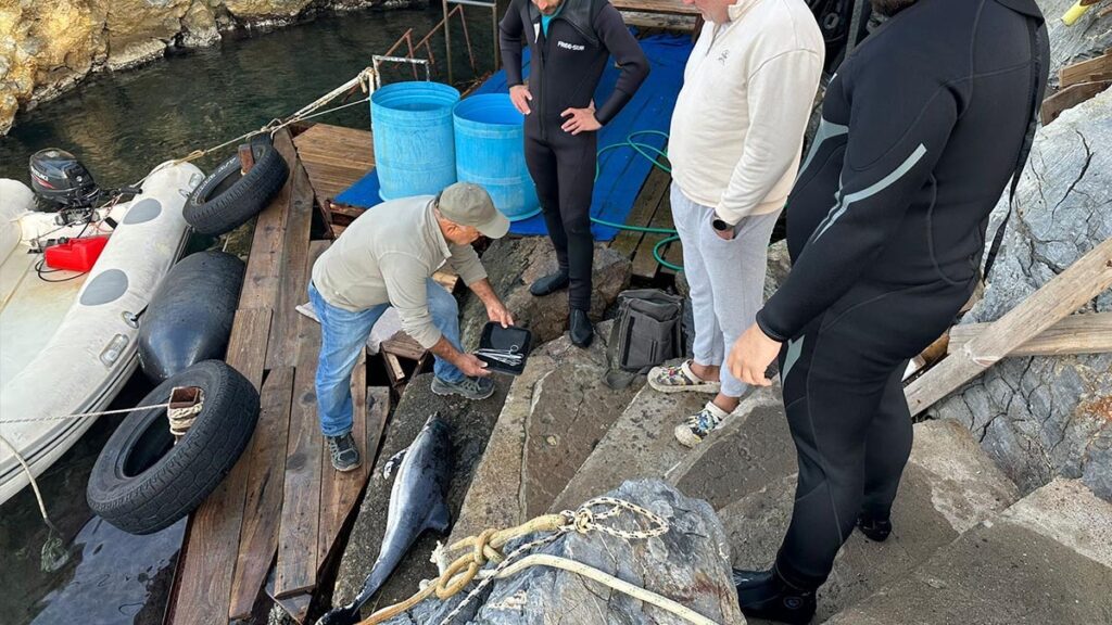 Yavru yunusu delici aletle öldürdüler