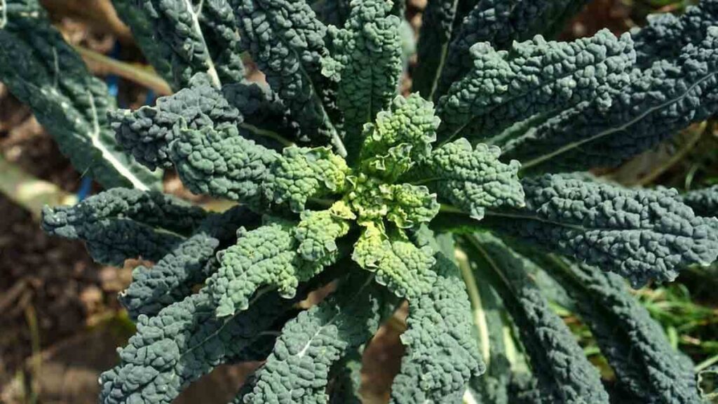 C vitamininde portakalı, kalsiyumda sütü yenen sebze: Almanya ve İtalya’dan sonra Türkiye’de de popülerleşiyor