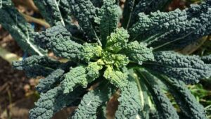 C vitamininde portakalı, kalsiyumda sütü yenen sebze: Almanya ve İtalya’dan sonra Türkiye’de de popülerleşiyor