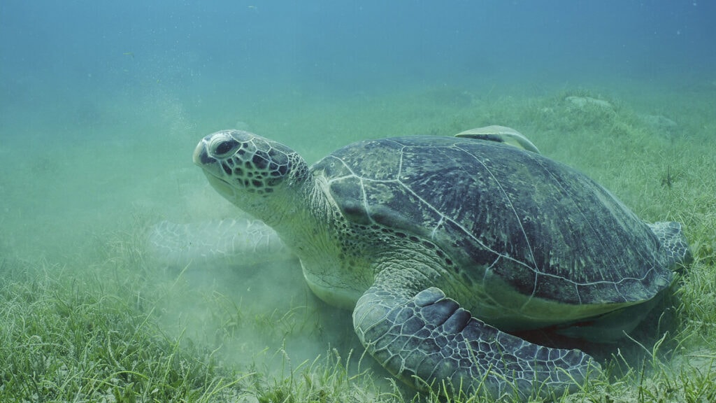 Deniz kaplumbağası yiyen 35 kişi hastanelik oldu: 3 ölü