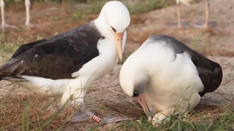 En yaşlı yabani kuş Wisdom, 74 yaşında yumurtladı