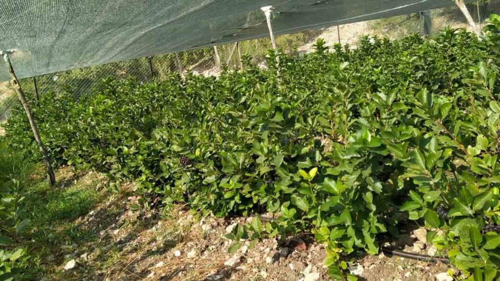 Kahvenin yerini tutan tek meyve: ‘Bana ekstra enerji veriyor’