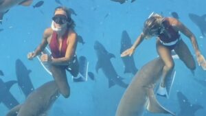 Korku dolu anlar: Kadına köpekbalığı saldırdı