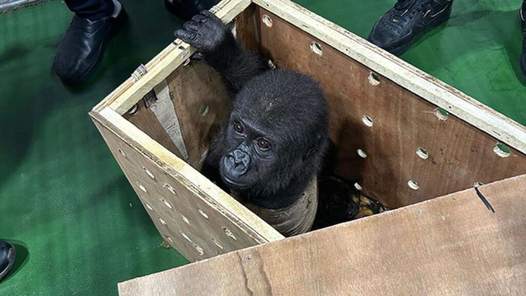 Bakanlık açıkladı: Yavru gorilin adı belli oldu