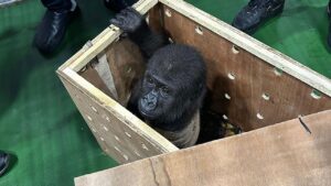 Bakanlık açıkladı: Yavru gorilin adı belli oldu