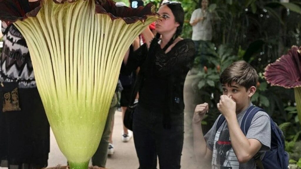 Burunlarını tutarak bölgeye akın ettiler: Kısa sürede yok olacak