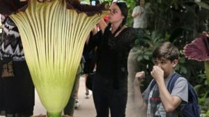 Burunlarını tutarak bölgeye akın ettiler: Kısa sürede yok olacak