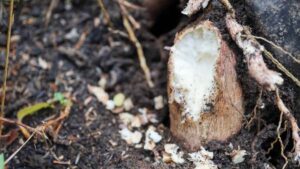 Dünyanın en ölümcül sebzesi: Yaklaşık 500 milyon insan onu yemeye devam ediyor…